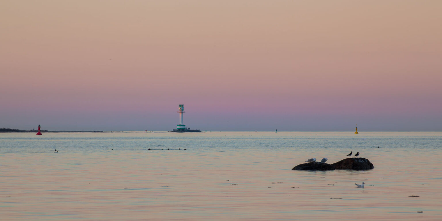 Seevögel im Abendlicht der Kieler Förde