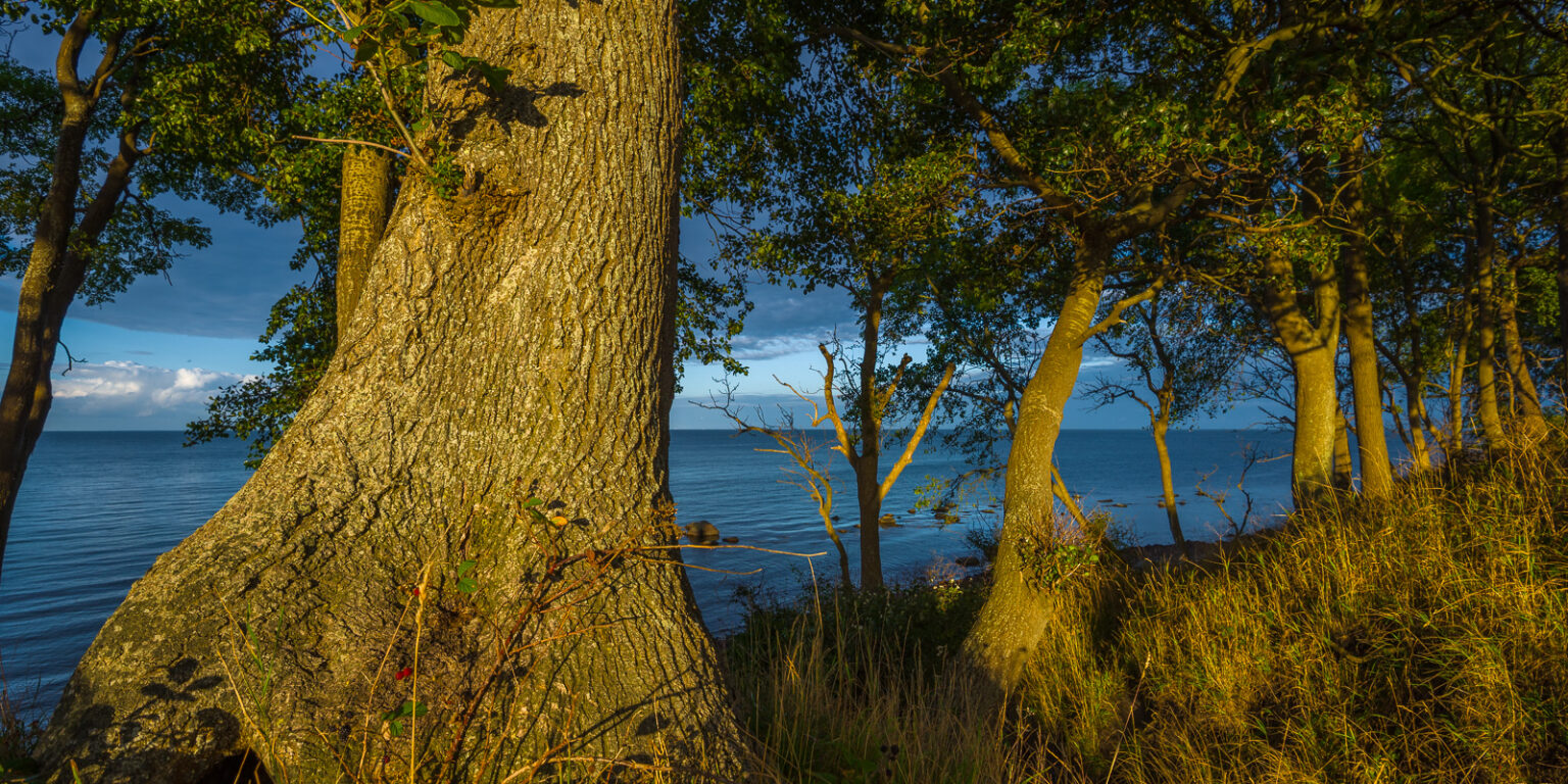 Warmes Sonnenlicht scheint auf Bäume an der Ostsee