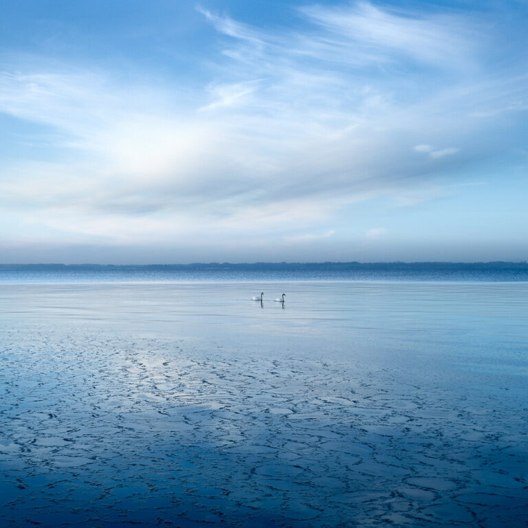 Winterschwäne auf der Ostsee