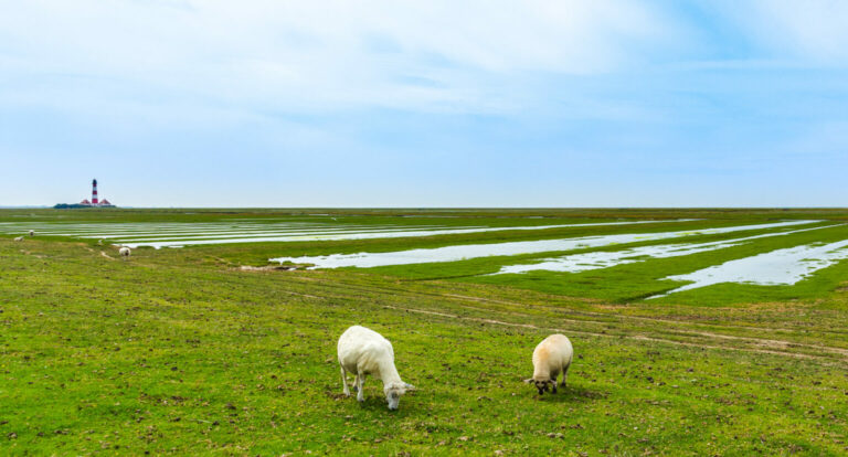 Zwei grasende Schafe