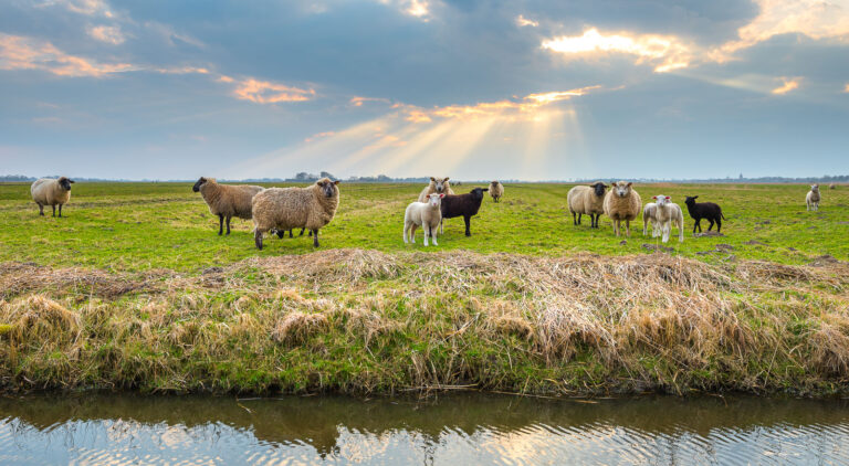 Interessierte Schafe auf Eiderstedt